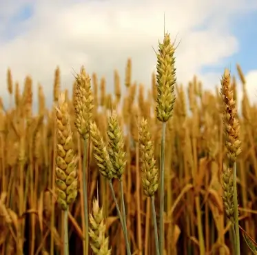 wheat