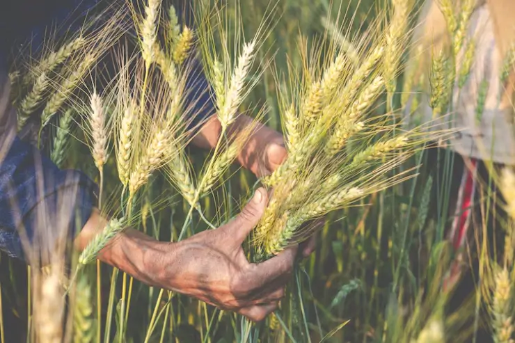 harvesting-grains