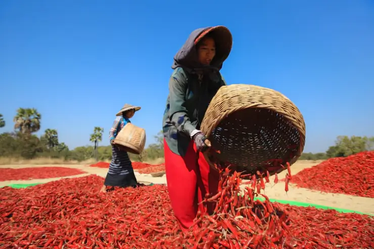 harvesting-spices