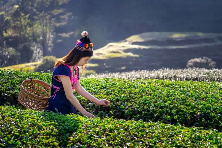 harvesting-tea-coffee