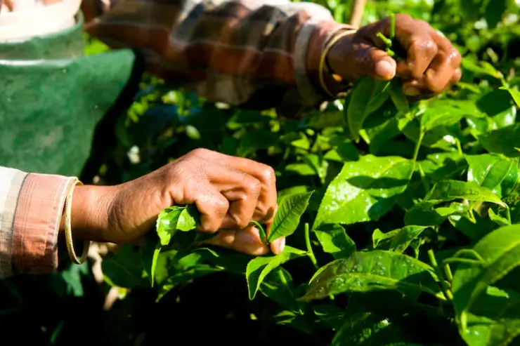 planting-tea