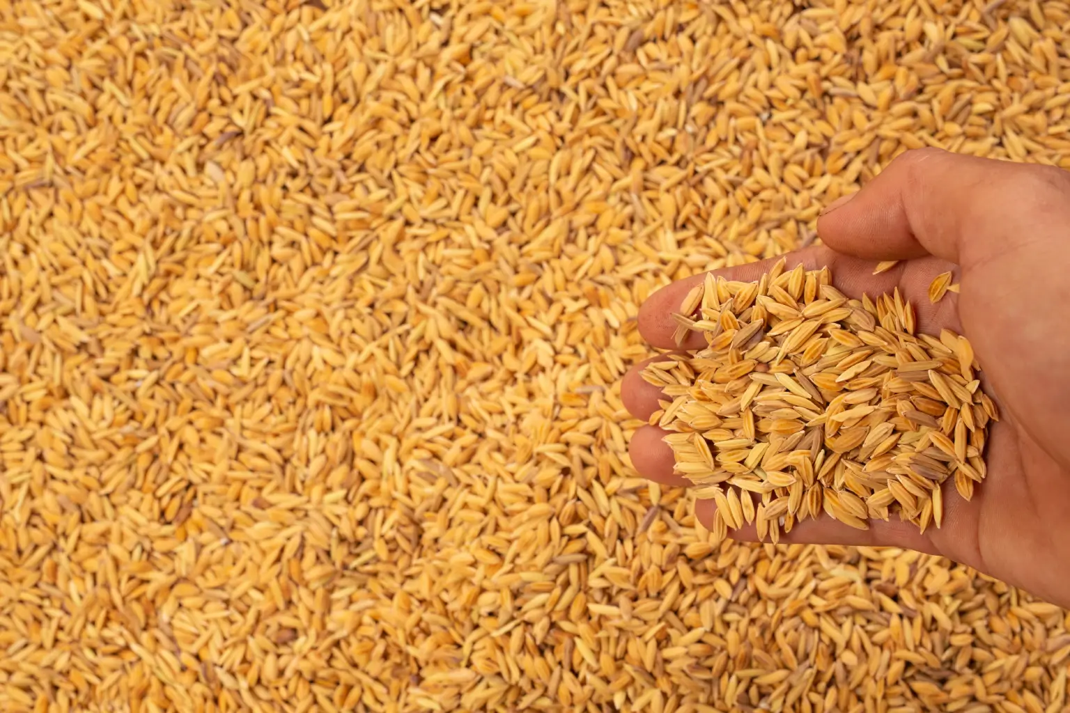 Why Our Wheat is Winning Hearts Across Borders
